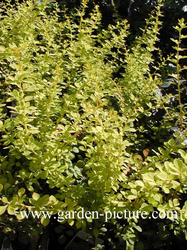 Berberis thunbergii 'Aurea'
