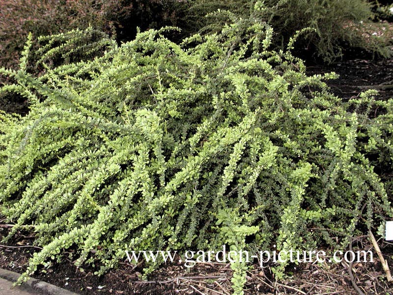 Berberis thunbergii 'Green Carpet'