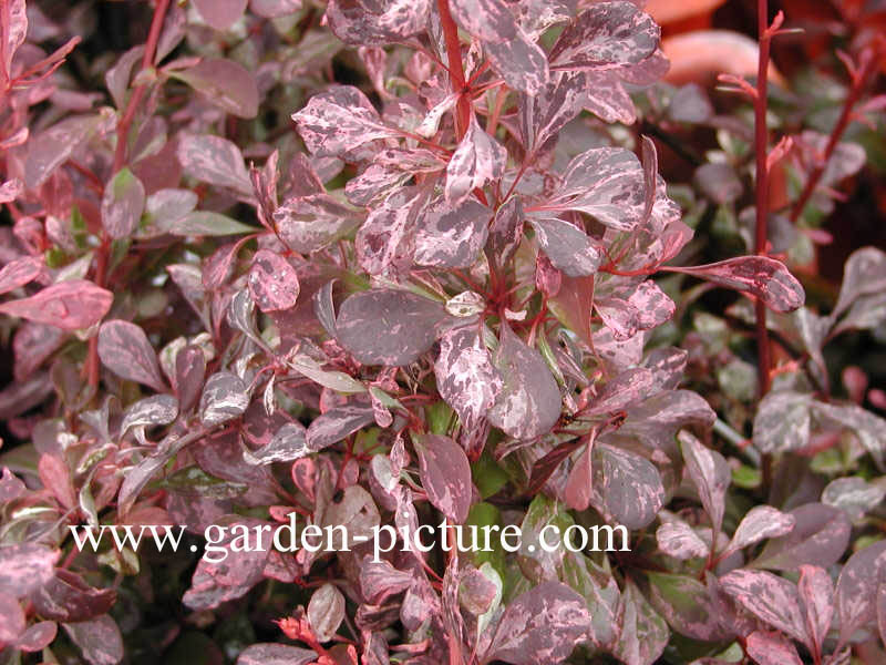 Berberis thunbergii 'Rose Glow'