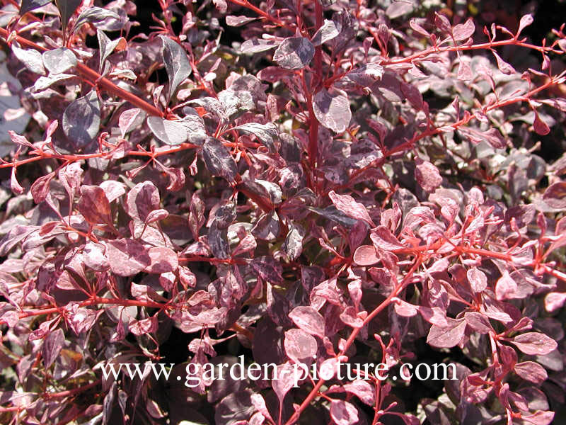 Berberis thunbergii 'Rose Glow'