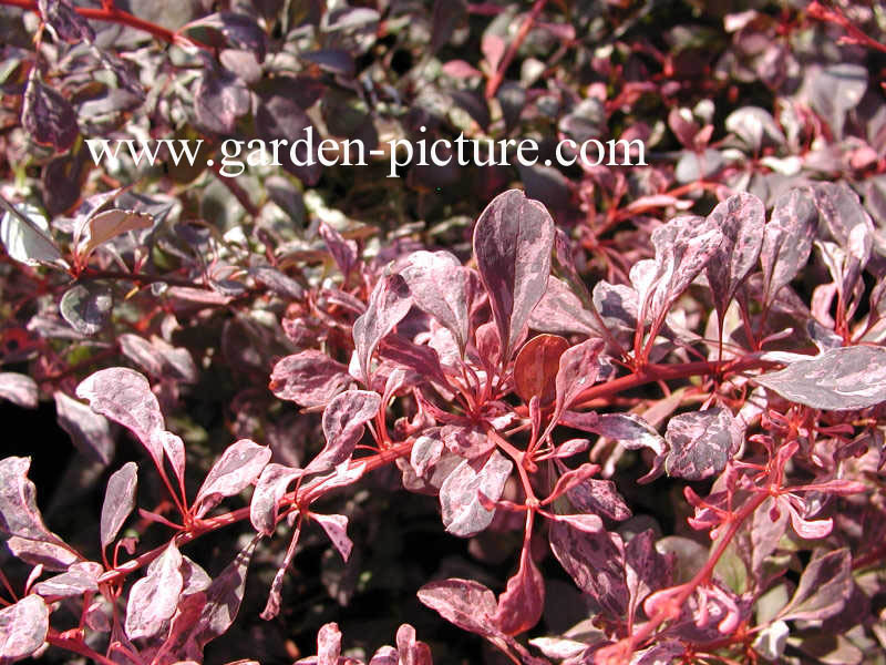 Berberis thunbergii 'Rose Glow'