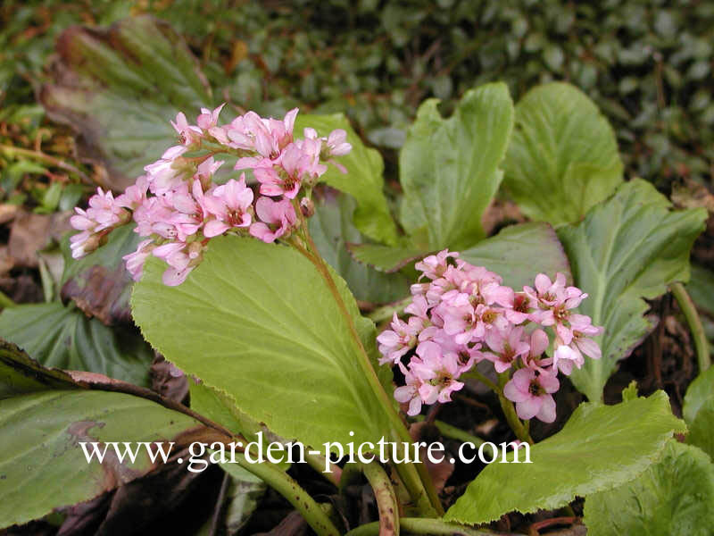 Bergenia cordifolia