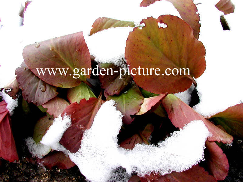 Bergenia cordifolia