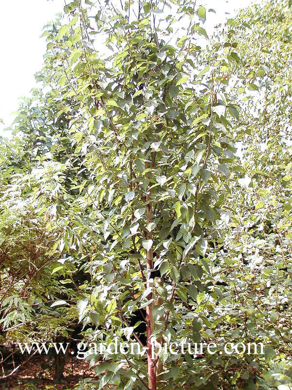 Betula albosinensis 'Fascination'