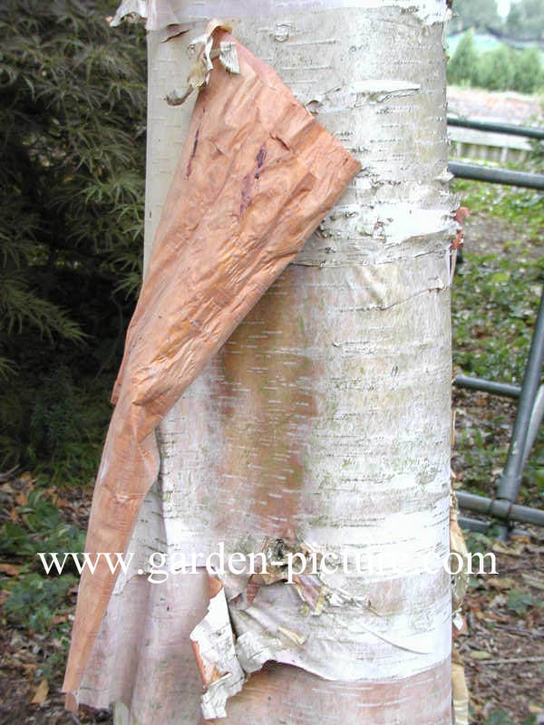 Betula albosinensis 'Fascination'