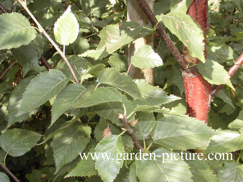 Betula albosinensis 'Fascination'