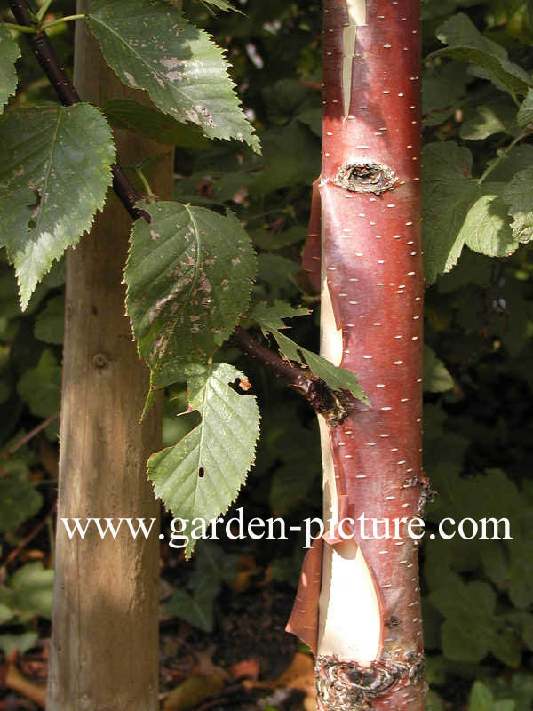 Betula albosinensis 'Fascination'