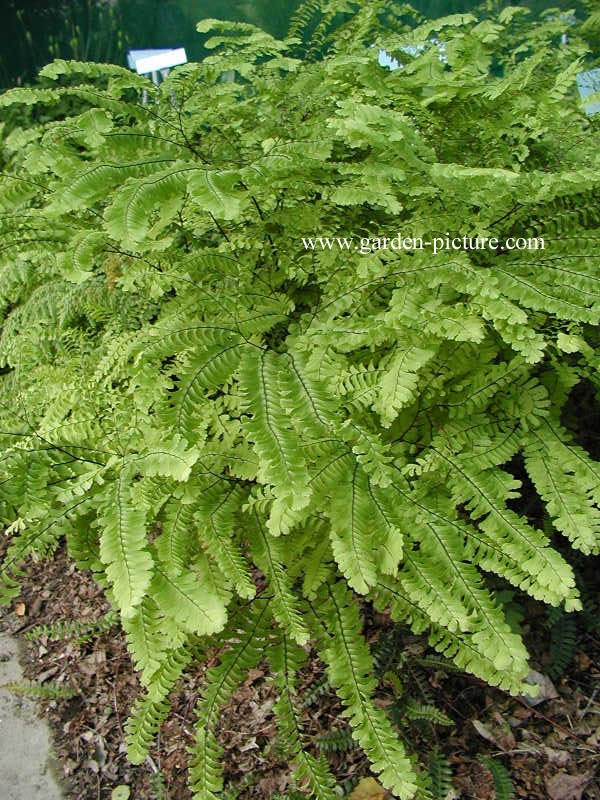 Blechnum penna-marina