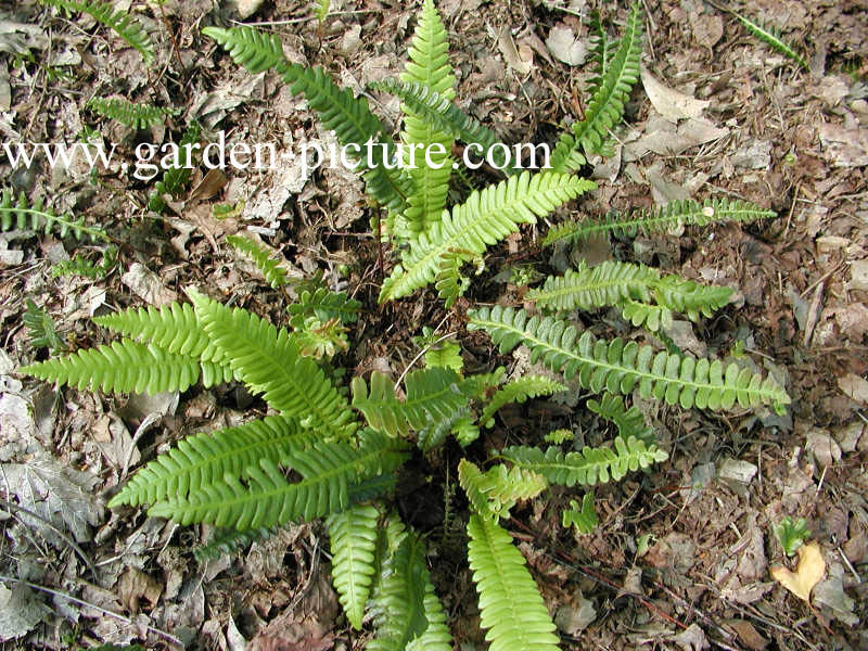 Blechnum spicant