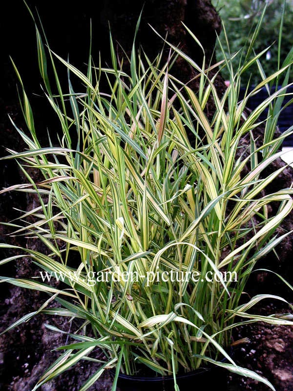 Bromus inermis 'Skinner's Gold'