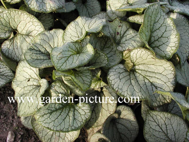 Brunnera macrophylla 'Jack Frost'