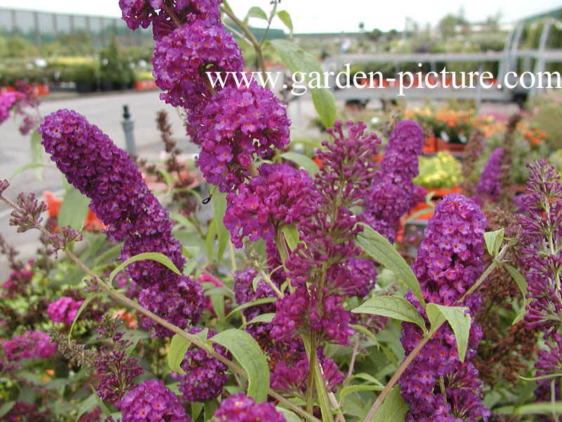 Buddleja davidii 'Black Knight'