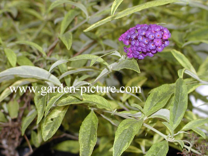 Buddleja davidii 'Santana'