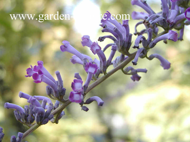 Buddleja lindleyana