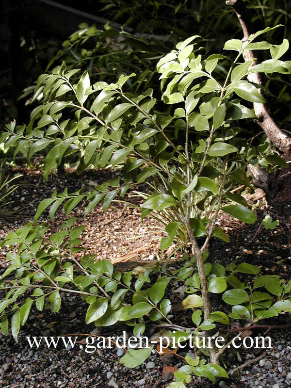 Buxus henryi