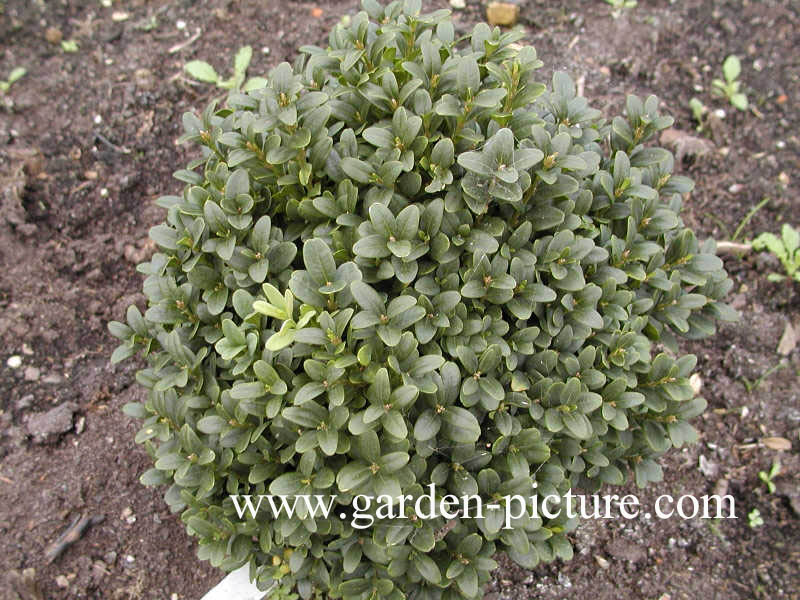 Buxus sempervirens 'Blauer Heinz'