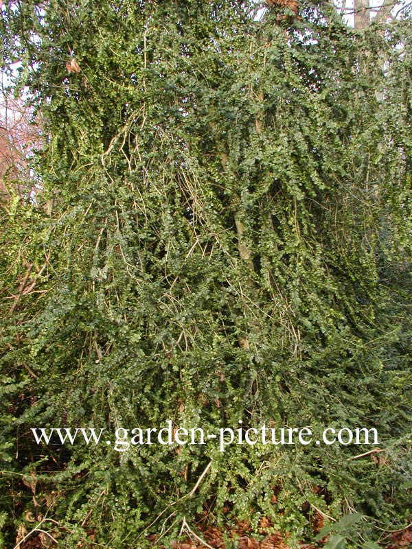 Buxus sempervirens 'Rotundifolia'