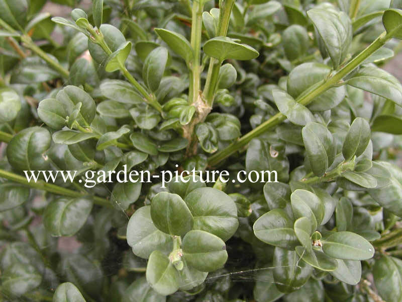 Buxus sempervirens 'Rotundifolia'