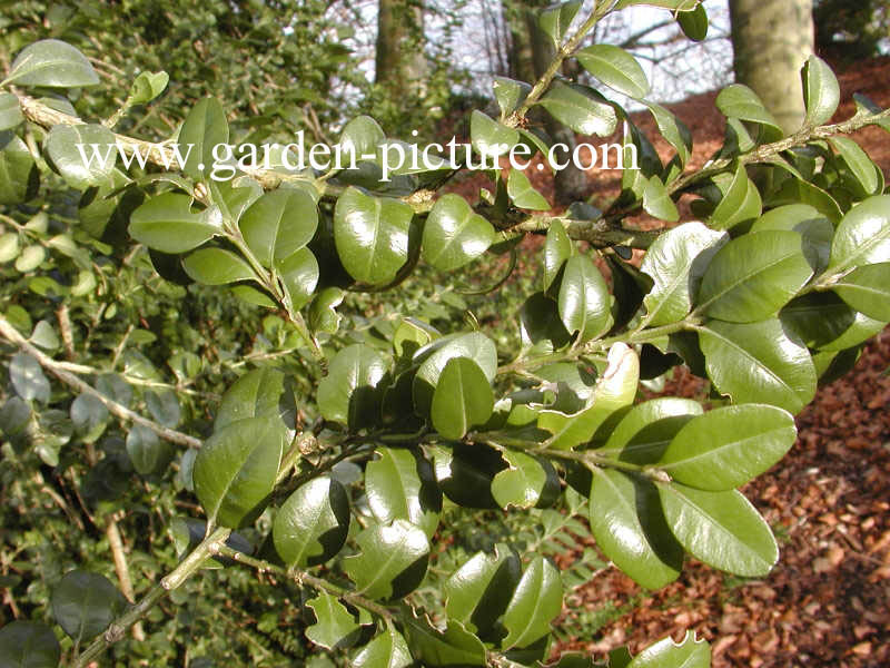 Buxus sempervirens 'Rotundifolia'