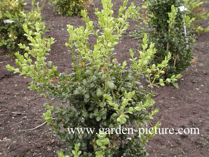 Buxus sempervirens 'Rotundifolia'