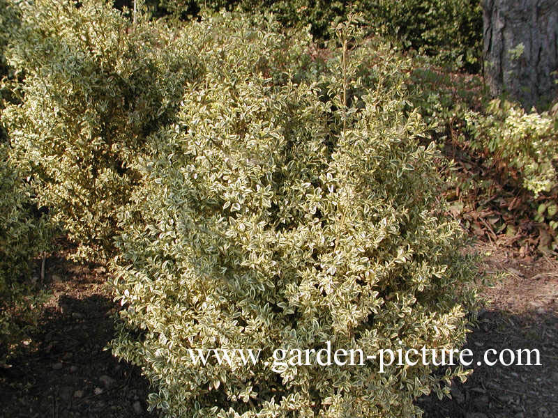 Buxus sempervirens 'Variegata'