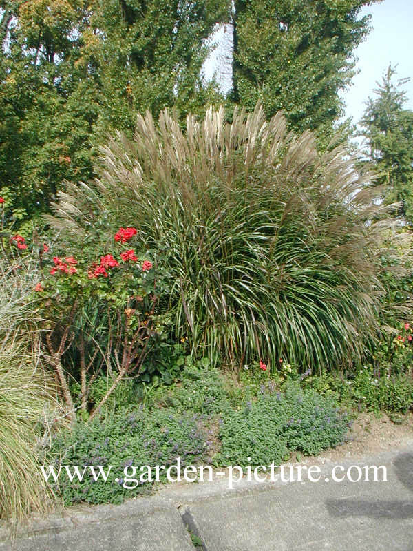 Calamagrostis acutiflora 'Karl Foerster'