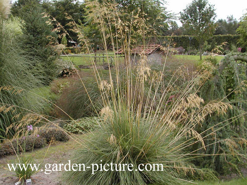 Calamagrostis acutiflora 'Karl Foerster'