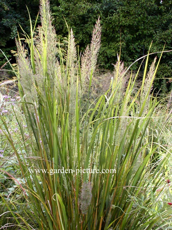 Calamagrostis brachytricha