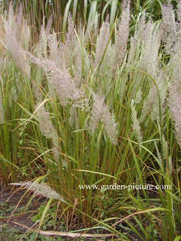 Calamagrostis brachytricha