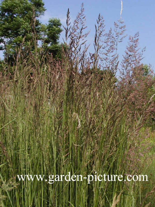 Calamagrostis acutiflora 'Karl Foerster'