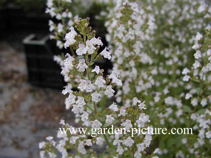 Calamintha nepeta ssp. nepeta