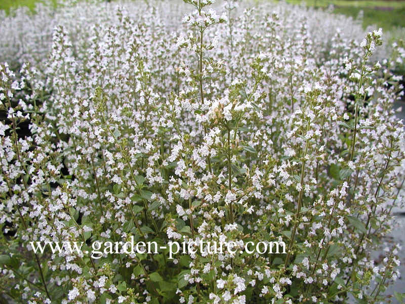 Calamintha nepeta ssp. nepeta