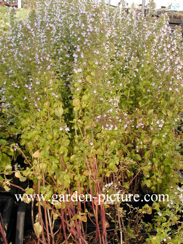 Calamintha nepeta ssp. nepeta