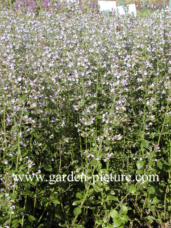 Calamintha nepeta ssp. nepeta