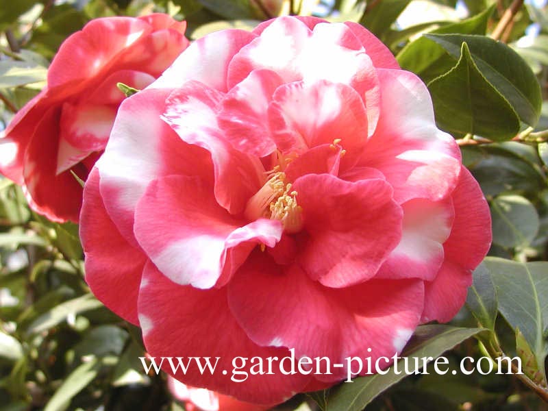 Camellia japonica 'Adolphe Audusson'