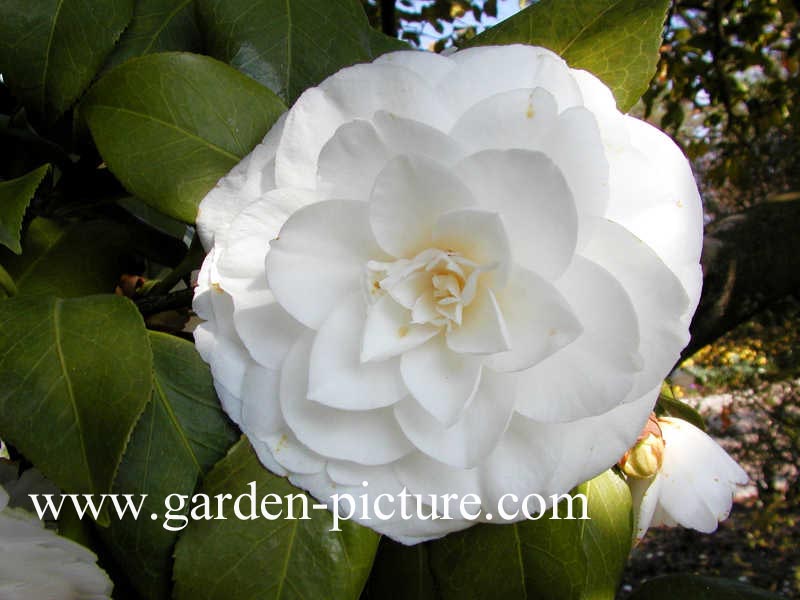 Camellia japonica 'Alba Plena'