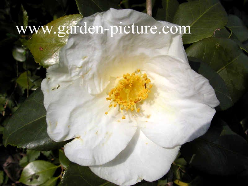 Camellia japonica 'Alba Simplex'