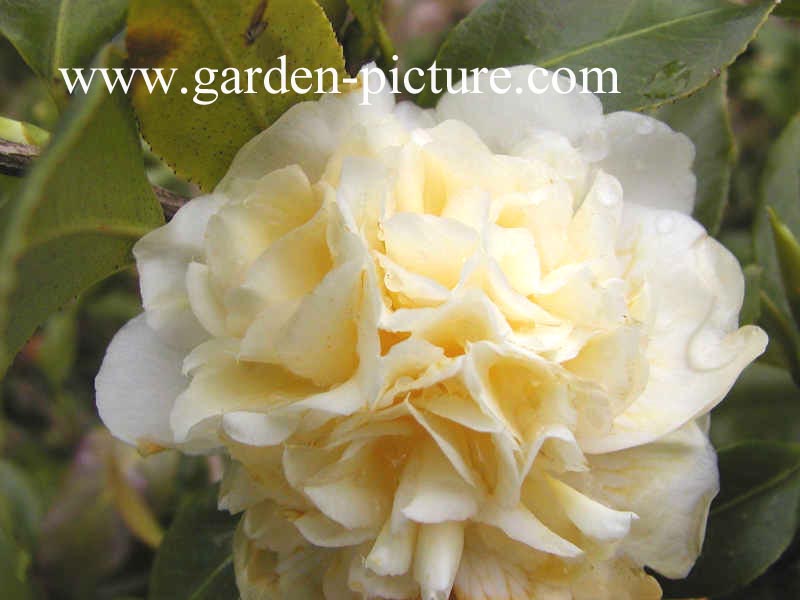 Camellia japonica 'Brushfield's Yellow'