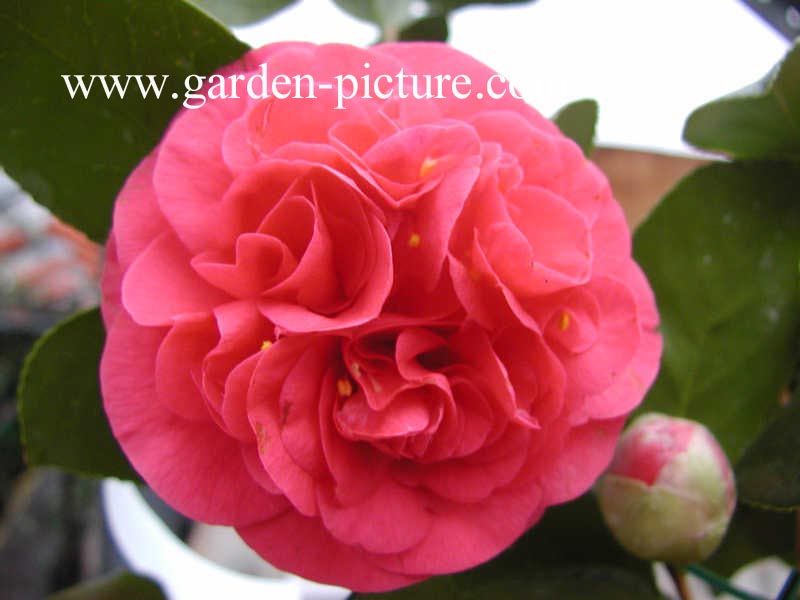 Camellia japonica 'Lady Campbell'