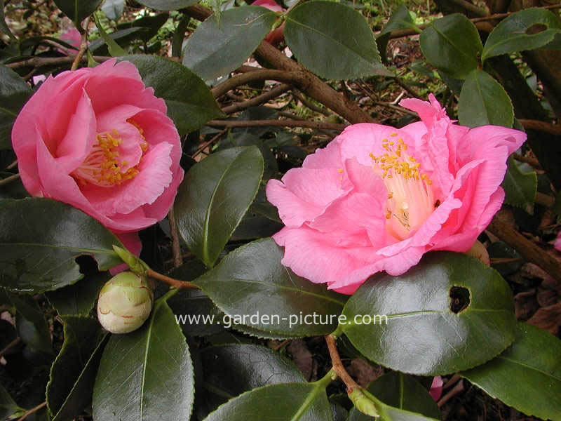 Camellia reticulata 'Mary Williams'