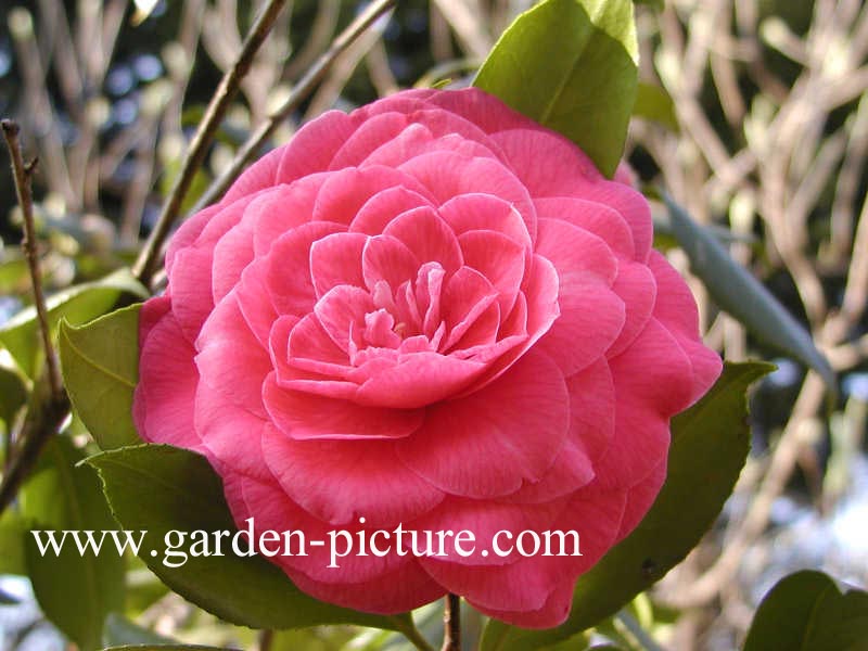 Camellia japonica 'Mathotiana'