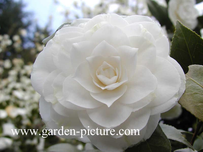 Camellia japonica 'Snow White'