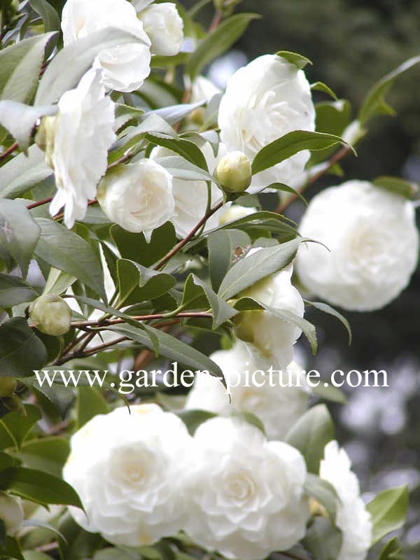 Camellia japonica 'Snow White'