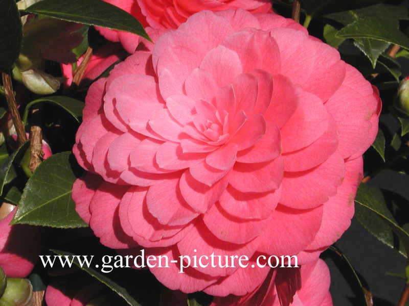 Camellia japonica 'Mrs. Tingley'