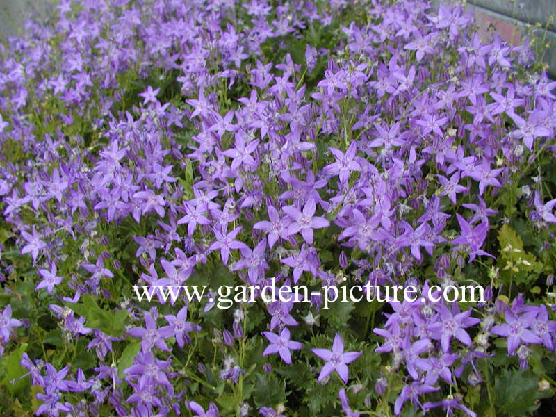 Campanula garganica