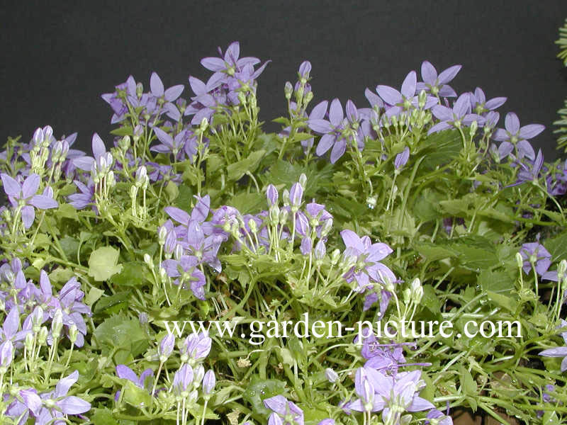 Campanula garganica