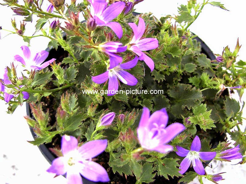 Campanula garganica 'Blue Diamond'