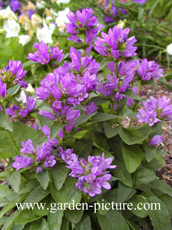 Campanula glomerata 'Acaulis'