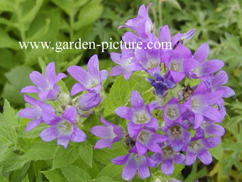 Campanula lactiflora 'Prichard's Variety'