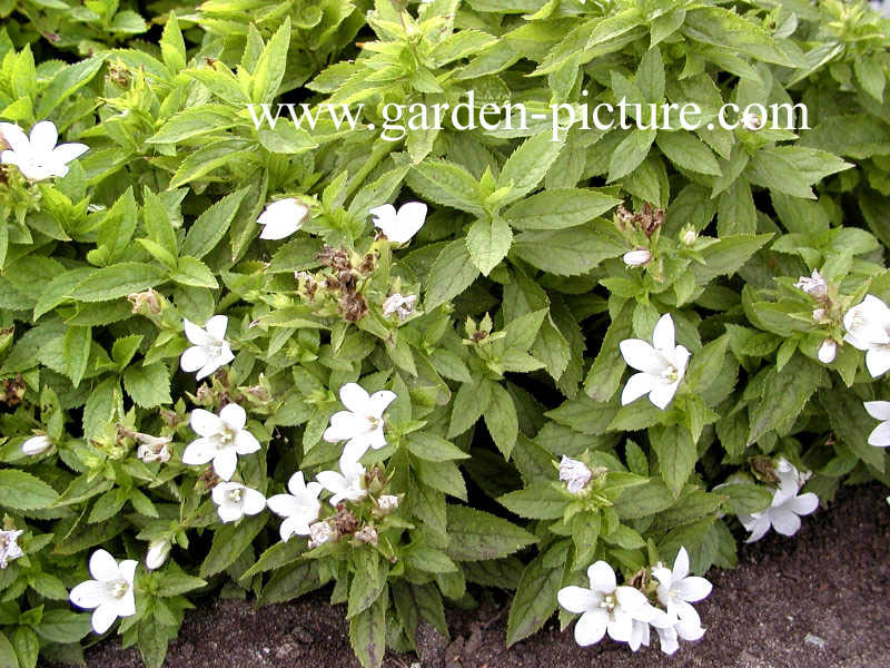 Campanula lactiflora 'White Pouffe'